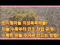 한지형마늘 의성육쪽마늘 수확부터 건조 작업 마늘 수확 후 주아마늘 씨 만드는 방법 농사의신