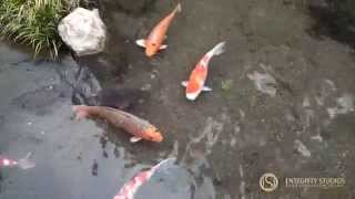 preview picture of video 'Koi fish in Sano, Japan'