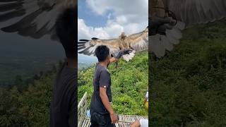 Download lagu Melatih elang wbse bomerang perdana di puncak gunung waru #burung #elang #wbse mp3