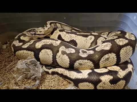 Firefly 66% HET Clown Ball Python Update: Growth, Progress & Should I Breed Her?