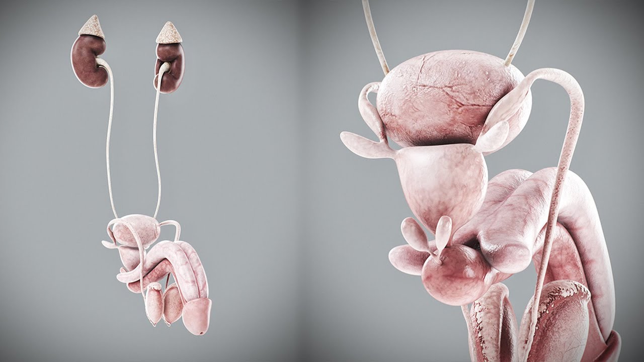 Human Male Urinary and Reproductive Anatomy 3D Model