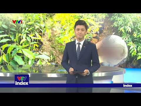 nhieu-rui-ro-khi-dau-tu-trong-cay-ky-hai-nam