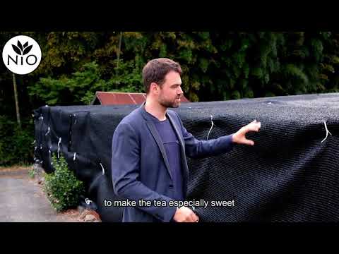 Different Shading Methods of Japanese Green Tea