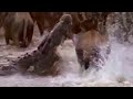 Crocodiles Vs Wildebeest BBC Studios