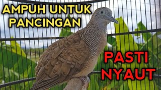 Download lagu SUARA PERKUTUT BANGKOK UNTUK PANCINGAN PERKUTUT BANGKOK GACOR AGAR BUNYI  mp3 Download lagu SUARA PERKUTUT BANGKOK UNTUK PANCINGAN PERKUTUT BANGKOK GACOR AGAR BUNYI  mp3