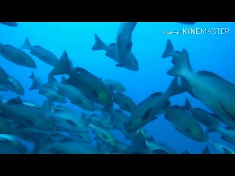 2018.12.20. Shark City