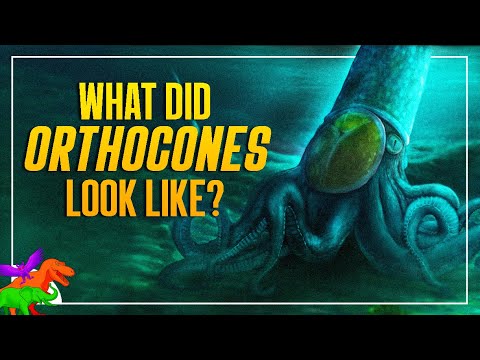 Bringing Back The Dead - How To Properly Reconstruct The Prehistoric Orthocones