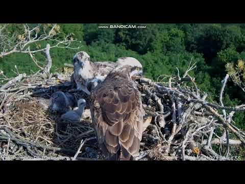 ale ładna ryba! Rybołowy Online Puszcza Barlinecka KOO 2021 06 07