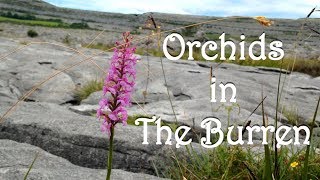 Orchids and More - Ireland 2017