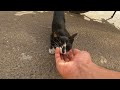 Poor Homeless Tuxedo Cat So Cute And Hungry You Won T Believe How Smart And Mischievous She Is