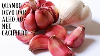 Dê alho para o seu cachorro | Dr. Edgard Gomes.