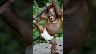 Download lagu funny monkey videos #shorts #funny mp3