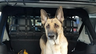 Jeep Wrangler JK Dog and cargo net install for German Shepherd