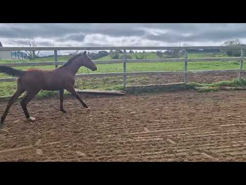 Foal - Image 2