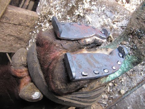 Ox Shoeing - A Practical Demonstration