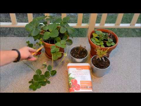 Fertilizer Numbers - NPK Ratio