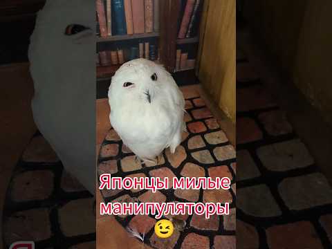 Как ЯПОНЦЫ получают желаемое😅 Открываю СЕКРЕТ🤫 #shorts #япония #японцы #япония_блог