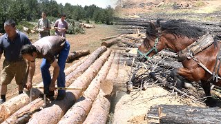 La MADERA. Tala del árbol, arrastre y transporte con caballerías y su aprovechamiento | Documental