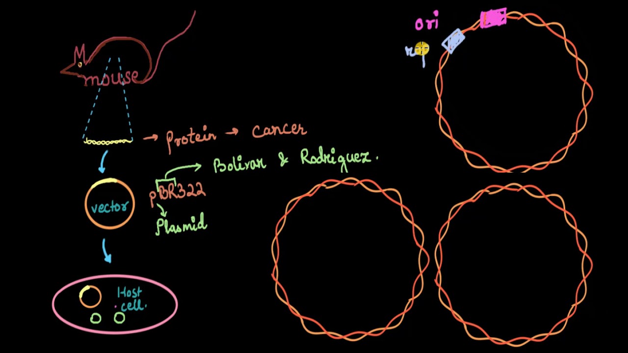 Parts of cloning vector (ori, rop, cloning site, markers) | Biotechnology | Biology | Khan Academy