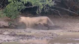 Lion Go Crazy After Being Bitten By A Black Mamba