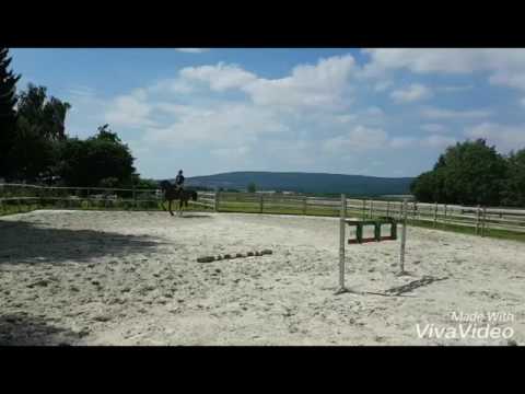 Sir Sheldon Cooper 6j. Hannoveraner v. Stakkato Gold Springpferd