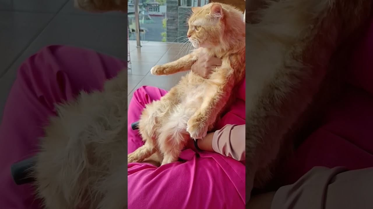 Tutorial mengeringkan kucing - My cute kitty cat