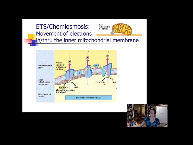 Understanding the Electron Transport Chain in Cellular Respiration | Magica
