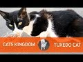 Feeding A Hungry Tuxedo Street Cat