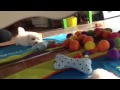 Theo Playing With Jingle