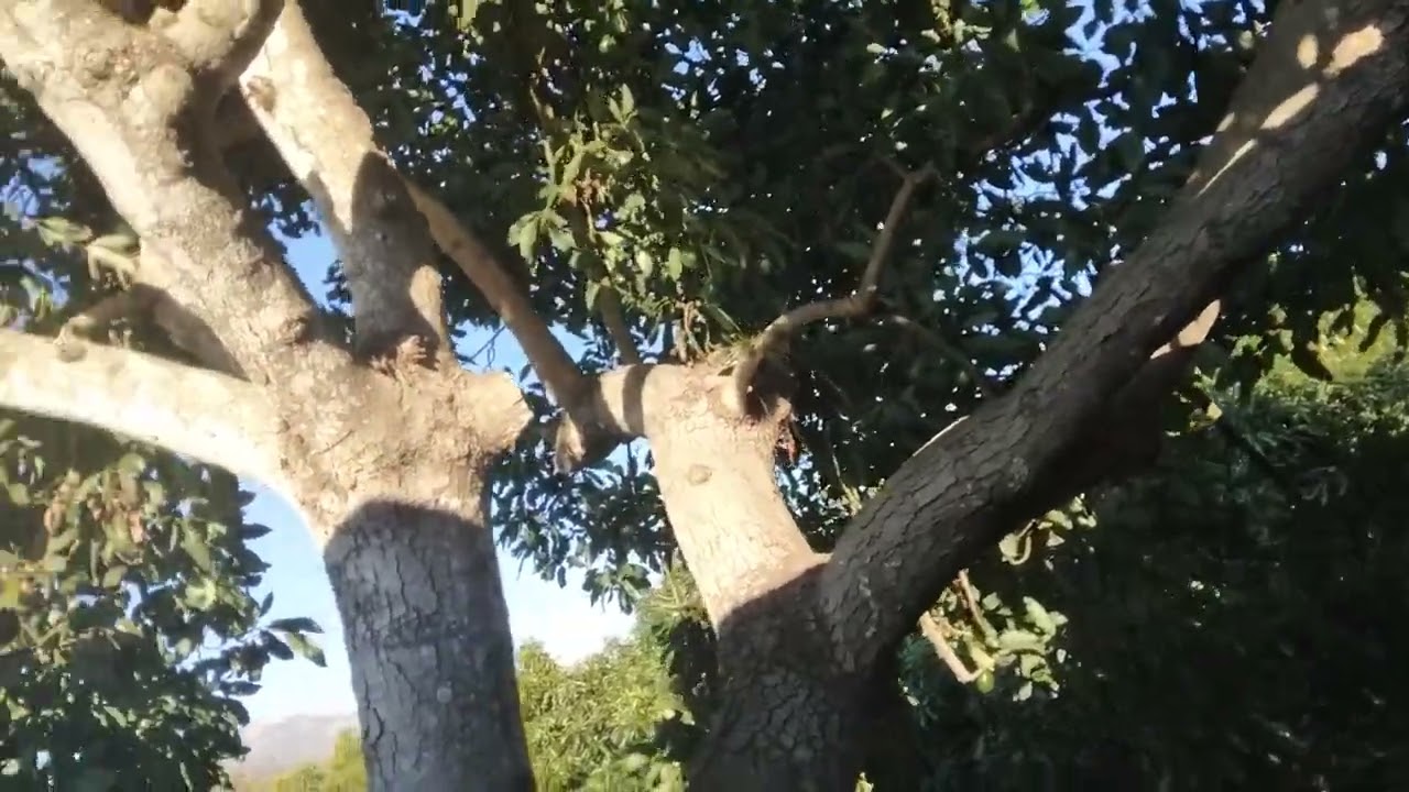 Pruning a Mature Avocado Tree