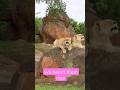Lions Roaring On Disneys Animal Kingdom Kilamajaro Safari