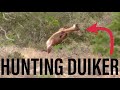 Hunting In Addo In The Eastern Cape Of South Africa African Hunting Safari