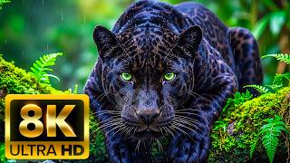 🦁 MAJESTIC WILDLIFE 8K ULTRA HD (60FPS) – The Beauty of Animals in the Wild