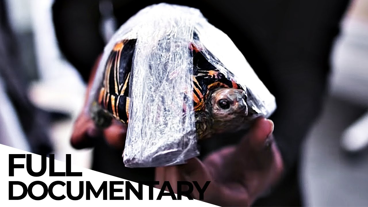 How Wildlife Trafficking Prospers Online and Puts Species in Danger