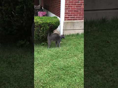 Cat Caught Spraying To Mark His Territory