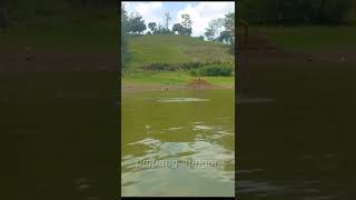 Download lagu joran ku sampai melengkung gara2 ikan ini....????##shorts mp3