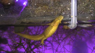Eastern Newts Breathe Air