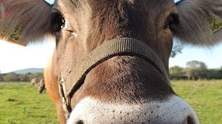 Tehenet vissza a háztájiba! A kárpáti borzderes visszatelepítése hazánkba