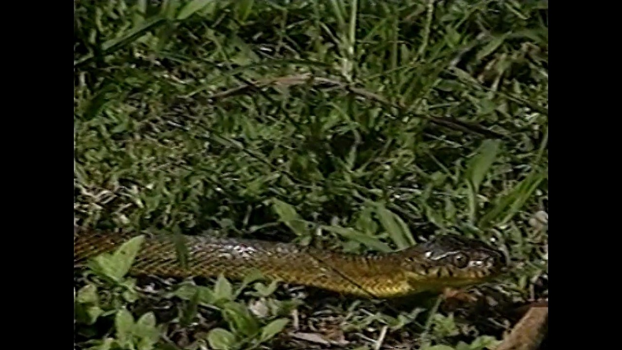 The silent Invader: brown snake training video