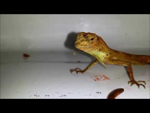 Rescued Draco Lizard Eating