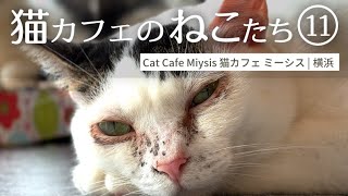 猫カフェのねこたち11 猫カフェ ミーシス