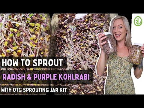 Sprout Purple Kohlrabi & China Rose Radish at Home: Easy Jar Kit Method
