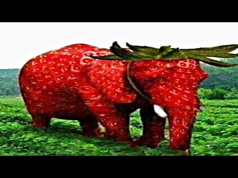 strawberry elephant