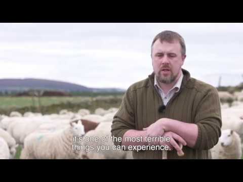 Dog Owners Urged to be Sheep Wise