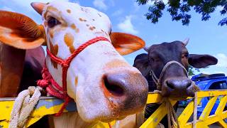 Download Lagu cow unloading, cow videos, cow video, animal, big cow, goru hamba cow, Ep-90 Thumbnail