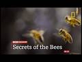 Secrets Of The Bees And Interview With Bertie Gregory UK 25 Mar 2026