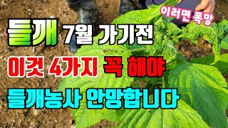 들깨 이건 꼭해야 망하지 않아요 / 웃거름주는시기,순치는시기등 들깨농사 7월에 꼭 해야할  4가지 / 들깨정…