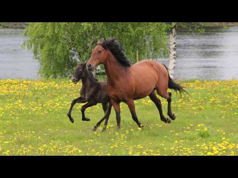 Olimpia - School horse and breeding mare