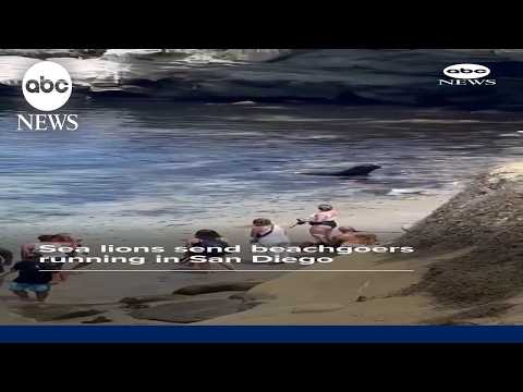 Sea lions send beachgoers running in San Diego