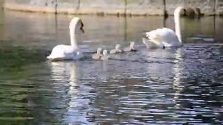 Mother, Father &amp; Baby Swans